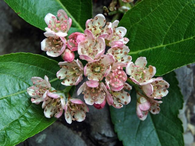 Jeřáb sudetský (Sorbus sudetica (Tausch) Bluff, Nees & Schauer)