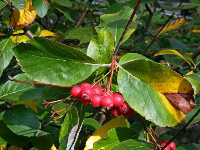 Jeřáb sudetský (Sorbus sudetica (Tausch) Bluff, Nees & Schauer)