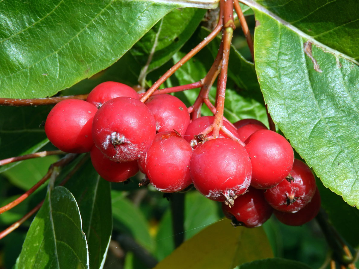 Jeřáb sudetský (Sorbus sudetica (Tausch) Bluff, Nees & Schauer)