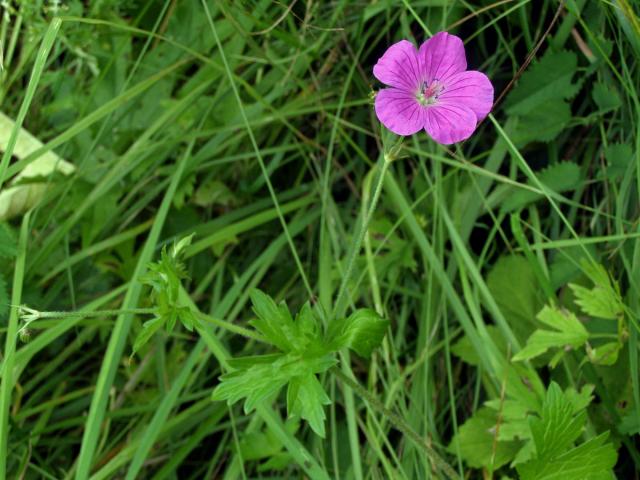 Kakost bahenní (Geranium palustre L.)