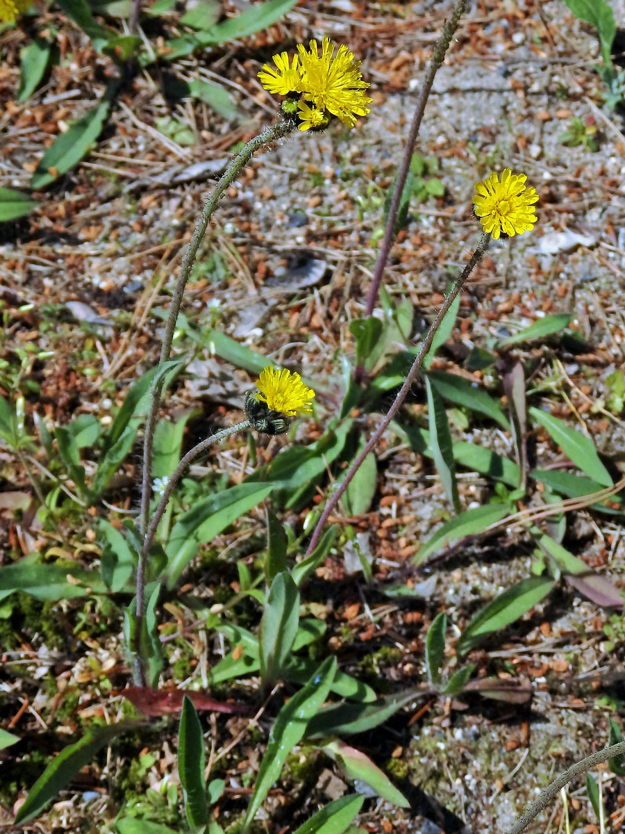 Jestřábník Bauhinův (Hieracium bauhini Schult.)