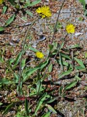 Jestřábník Bauhinův (Hieracium bauhini Schult.)