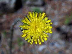 Jestřábník Bauhinův (Hieracium bauhini Schult.)