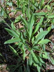 Jestřábník Bauhinův (Hieracium bauhini Schult.)