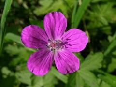 Kakost bahenní (Geranium palustre L.)