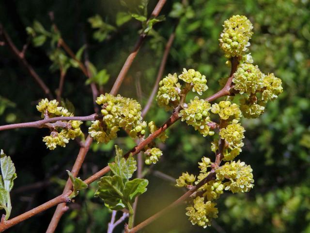 Škumpa kořenná (Rhus aromatica Ait.)