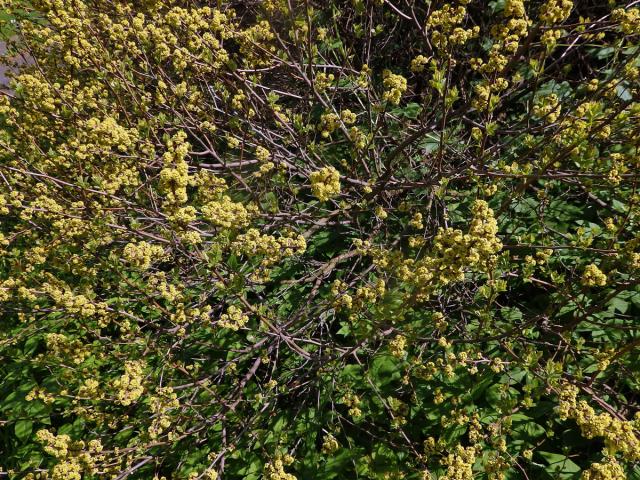 Škumpa kořenná (Rhus aromatica Ait.)