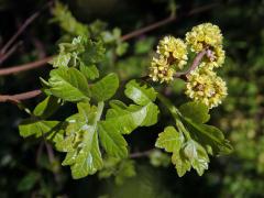 Škumpa kořenná (Rhus aromatica Ait.)