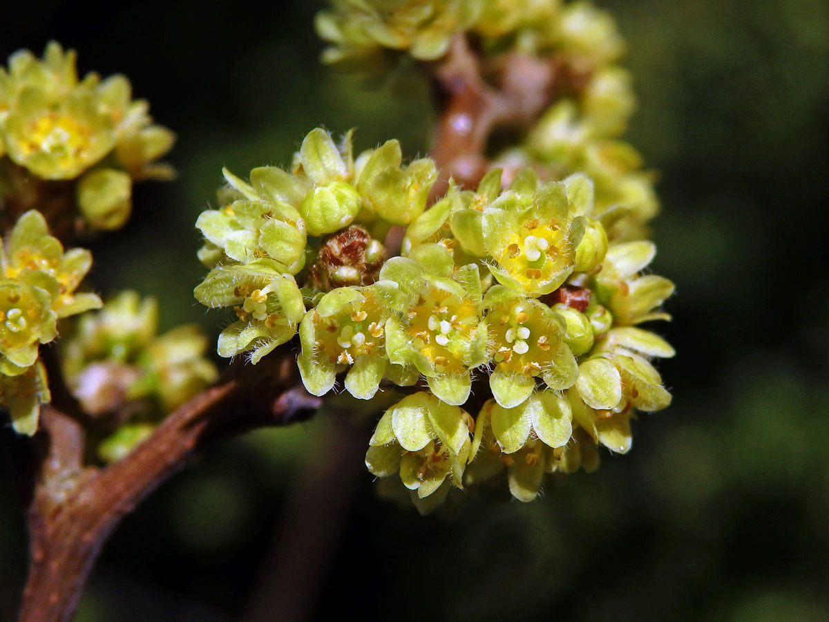 Škumpa kořenná (Rhus aromatica Ait.)