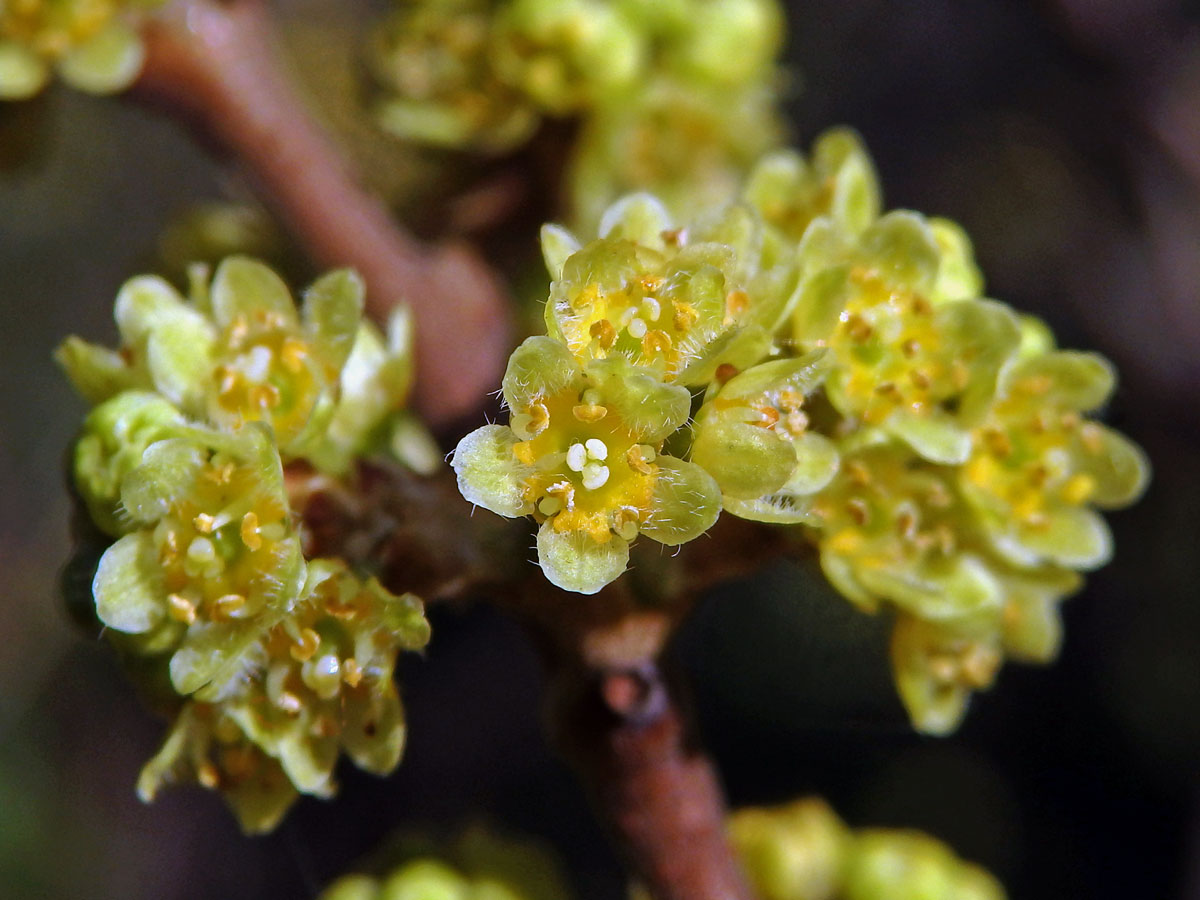 Škumpa kořenná (Rhus aromatica Ait.)