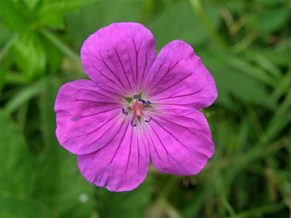 Kakost bahenní (Geranium palustre L.)