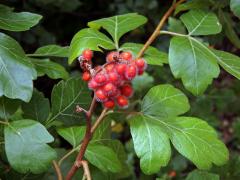 Škumpa kořenná (Rhus aromatica Ait.)