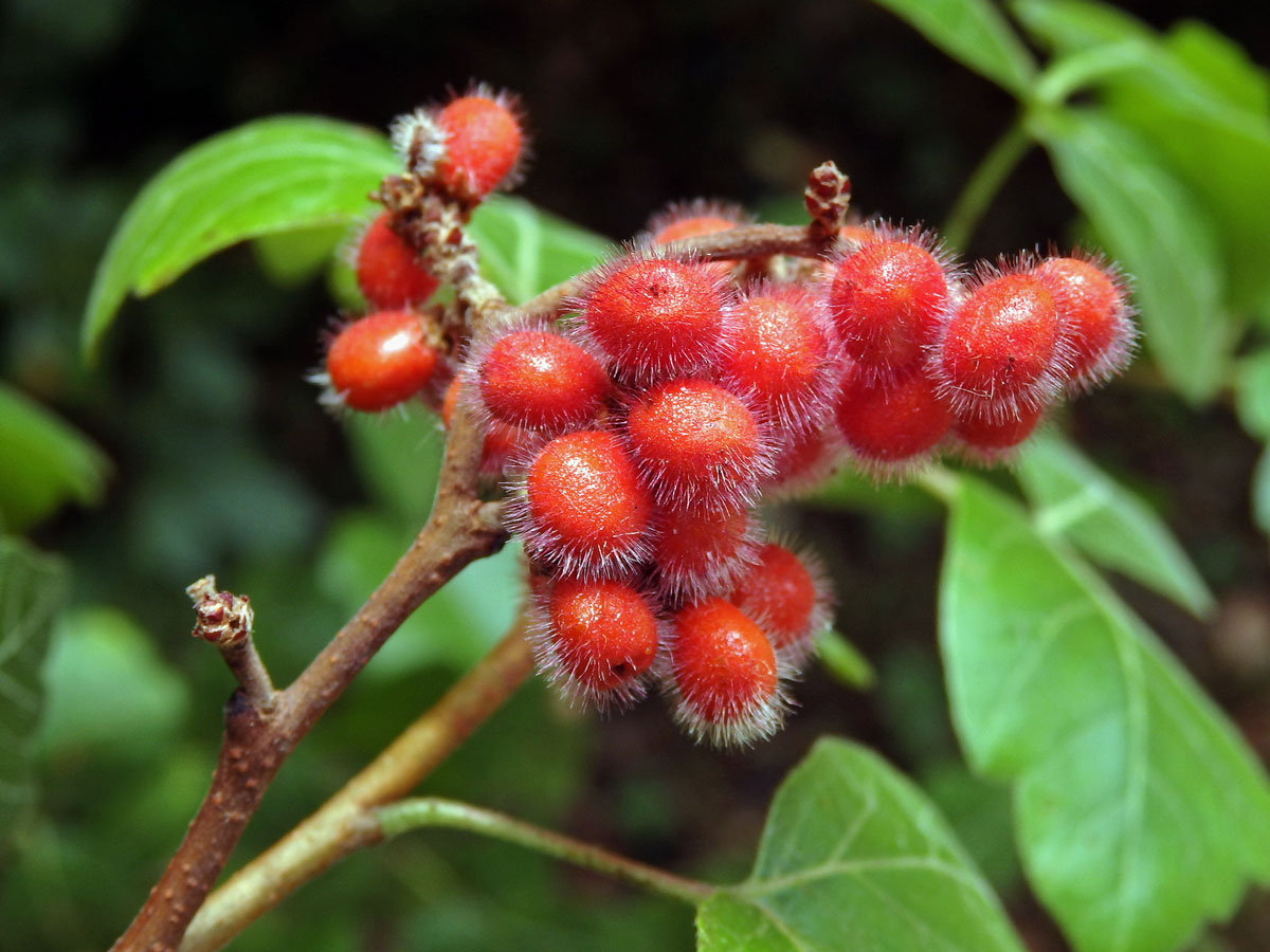 Škumpa kořenná (Rhus aromatica Ait.)