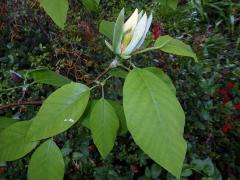 Šácholan zašpičatělý (Magnolia acuminata (L.) L.)    