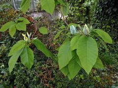Šácholan zašpičatělý (Magnolia acuminata (L.) L.)
