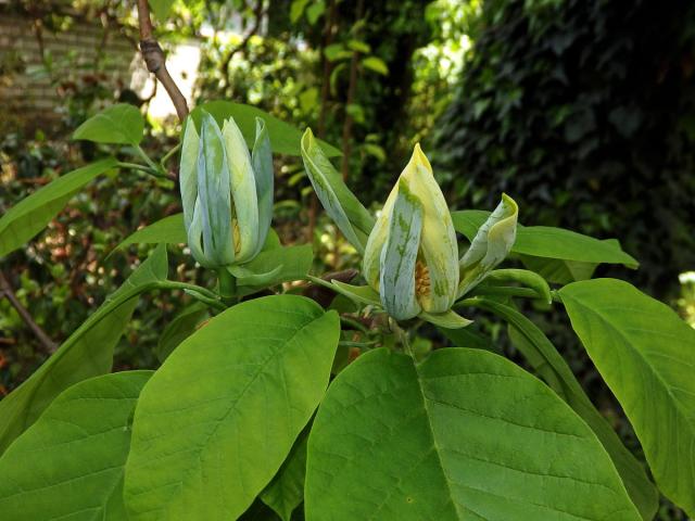 Šácholan zašpičatělý (Magnolia acuminata (L.) L.)