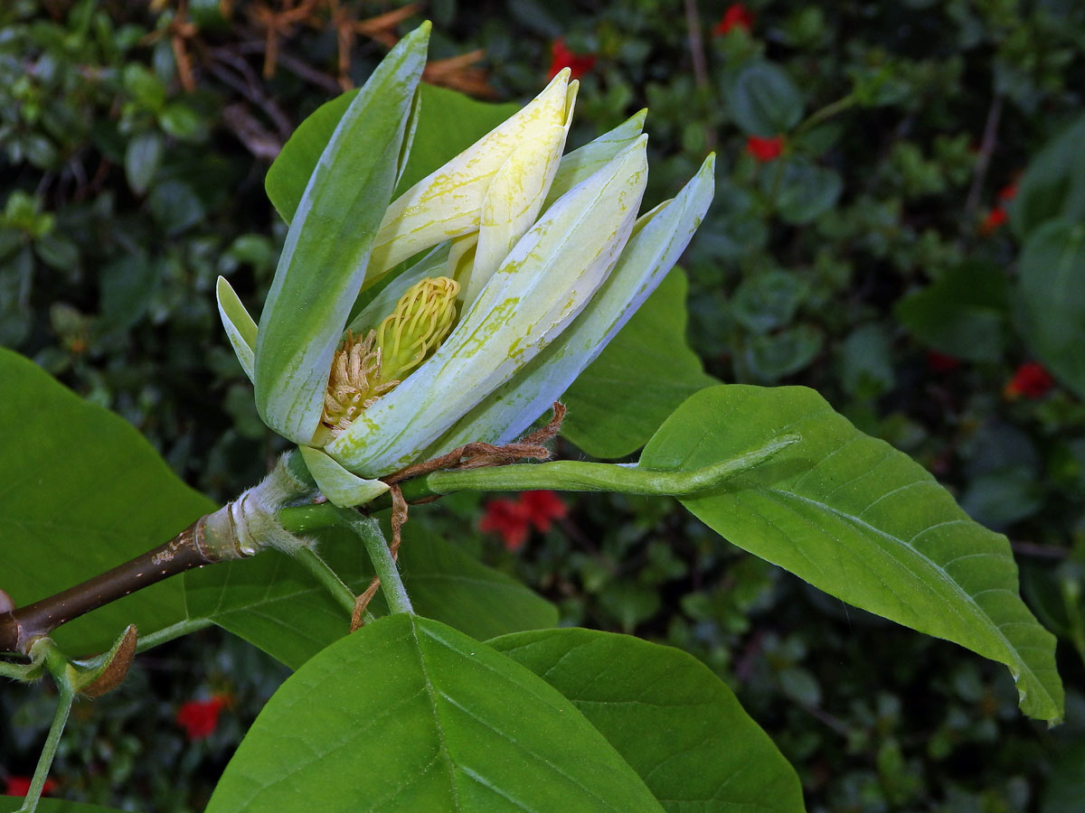 Šácholan zašpičatělý (Magnolia acuminata (L.) L.)