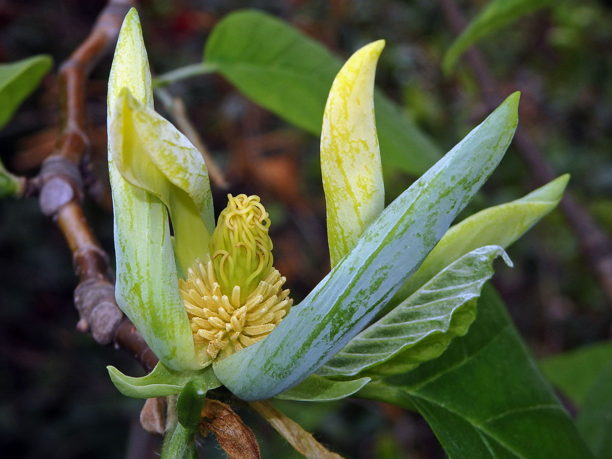 Šácholan zašpičatělý (Magnolia acuminata (L.) L.)