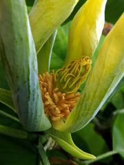 Šácholan zašpičatělý (Magnolia acuminata (L.) L.)