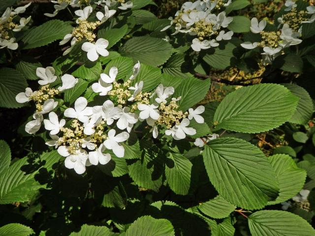 Kalina řasnatá (Viburnum plicatum Thunb.)