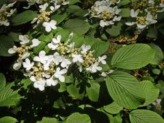 Kalina řasnatá (Viburnum plicatum Thunb.)    