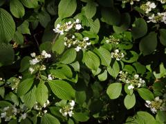 Kalina řasnatá (Viburnum plicatum Thunb.)
