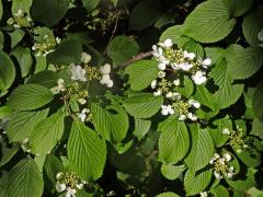 Kalina řasnatá (Viburnum plicatum Thunb.)