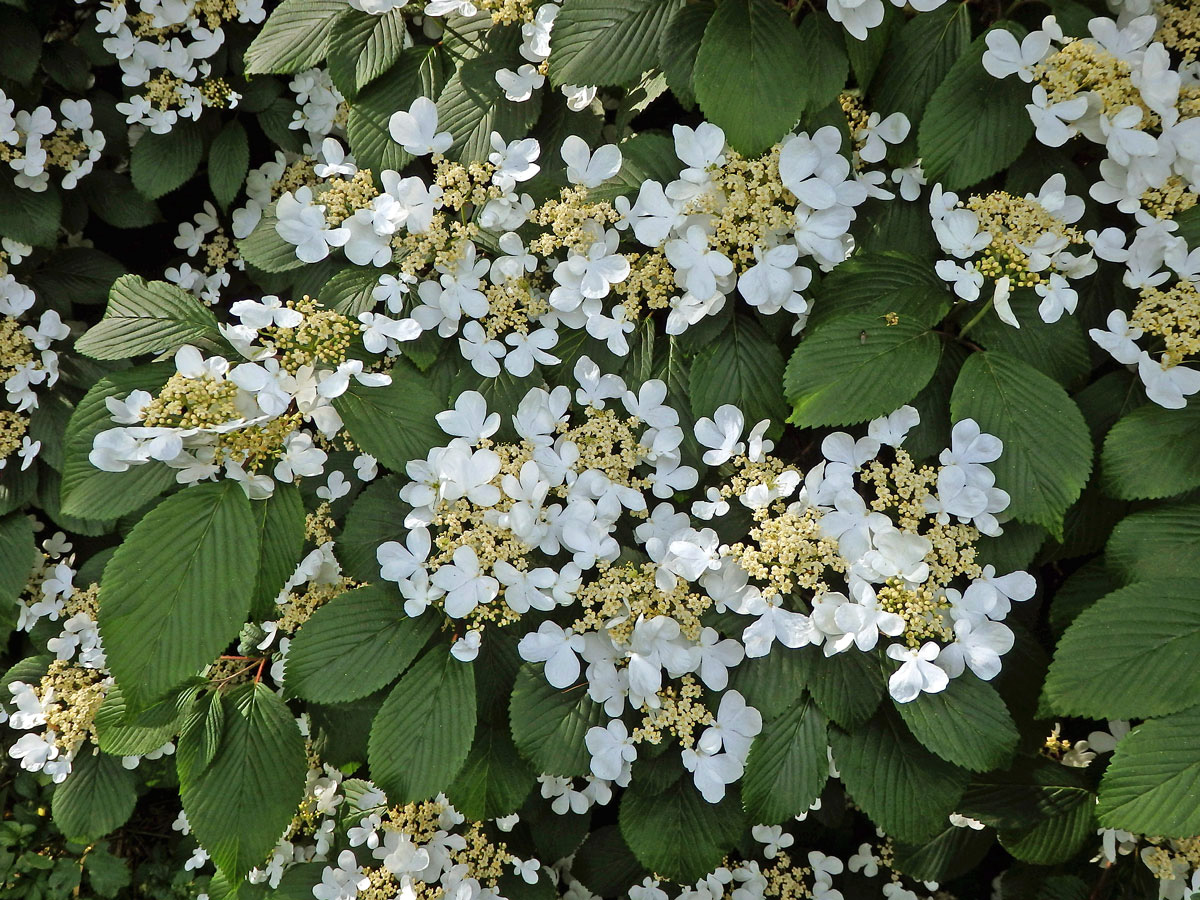 Kalina řasnatá (Viburnum plicatum Thunb.)