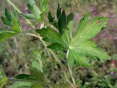 Kakost bahenní (Geranium palustre L.)