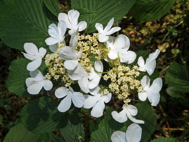 Kalina řasnatá (Viburnum plicatum Thunb.)