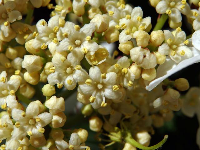 Kalina řasnatá (Viburnum plicatum Thunb.)