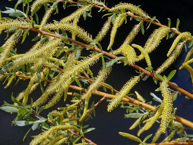 Vrba košíkářská (Salix viminalis L.)