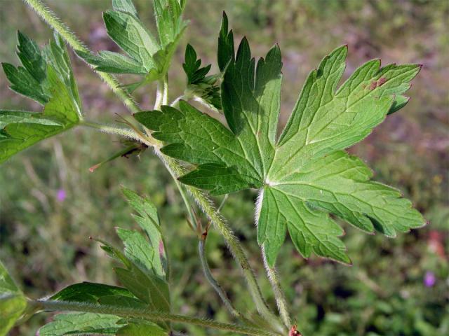 Kakost bahenní (Geranium palustre L.)