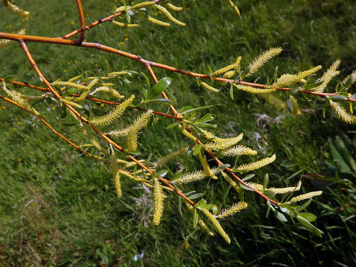 Vrba košíkářská (Salix viminalis L.)