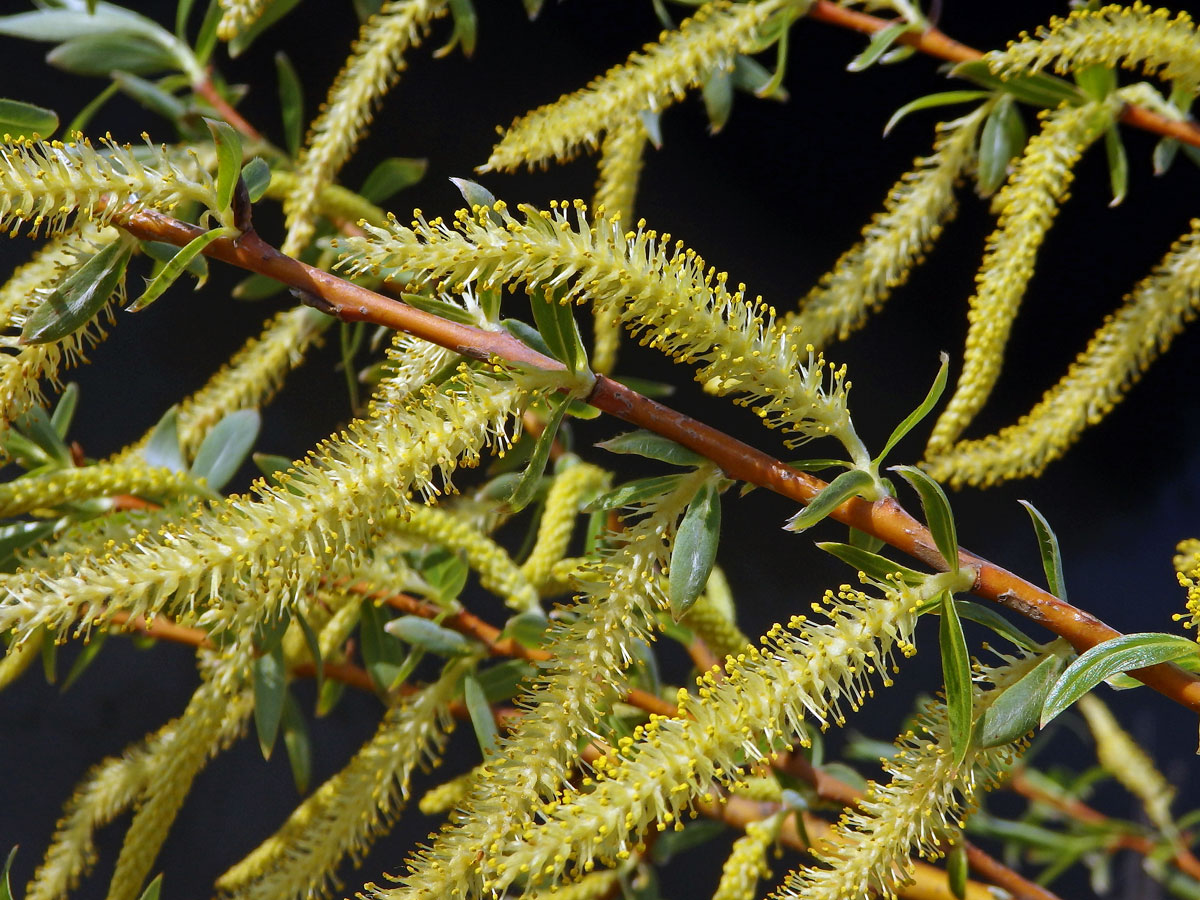 Vrba košíkářská (Salix viminalis L.)