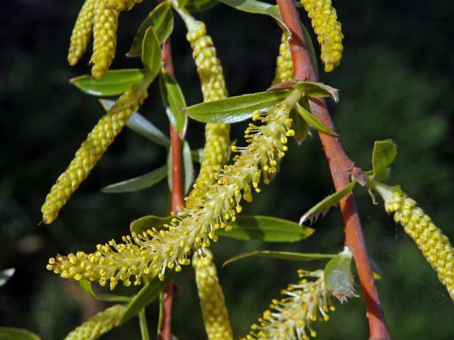 Vrba košíkářská (Salix viminalis L.)