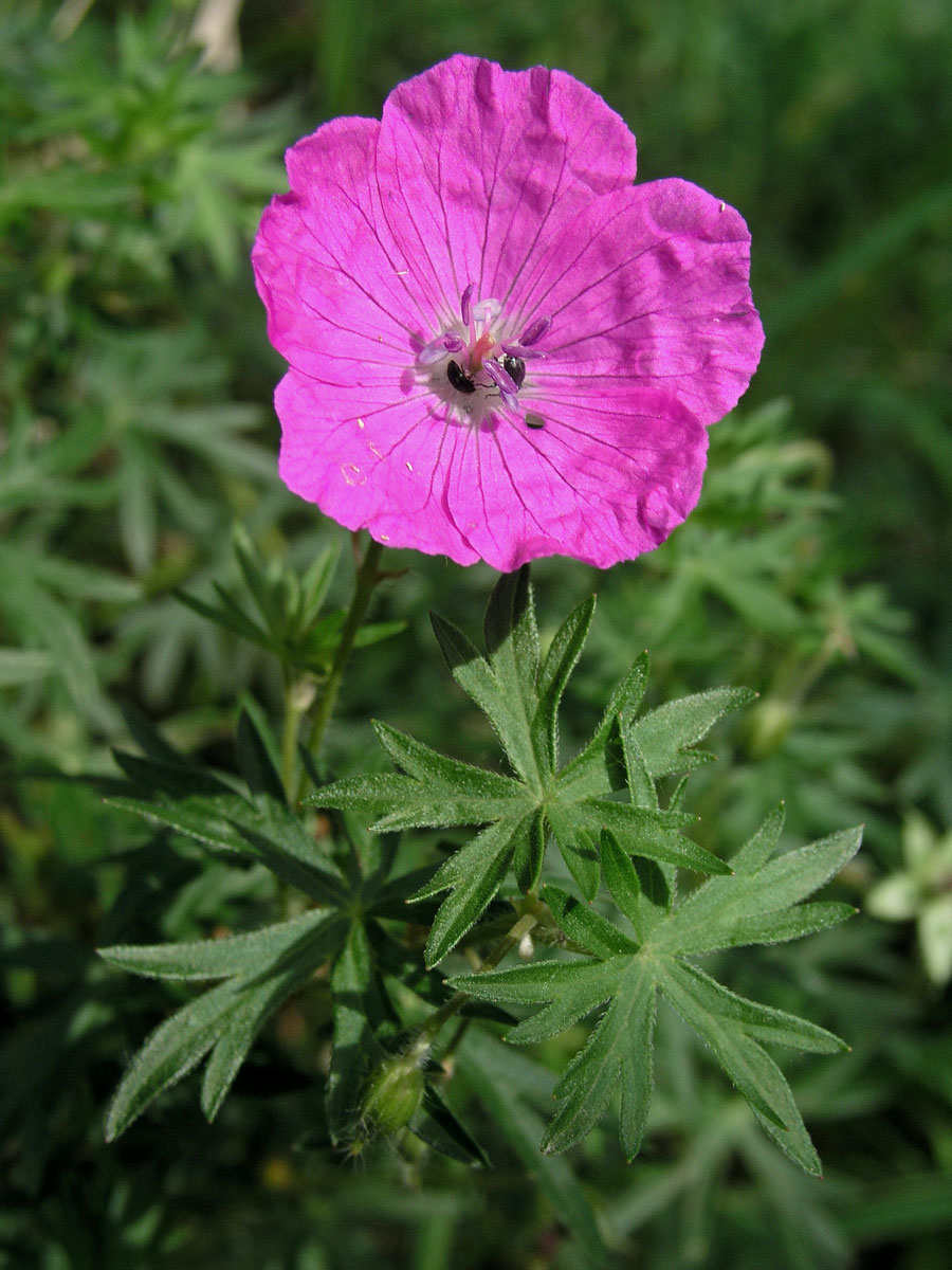 Kakost krvavý (Geranium sunguineum L.)