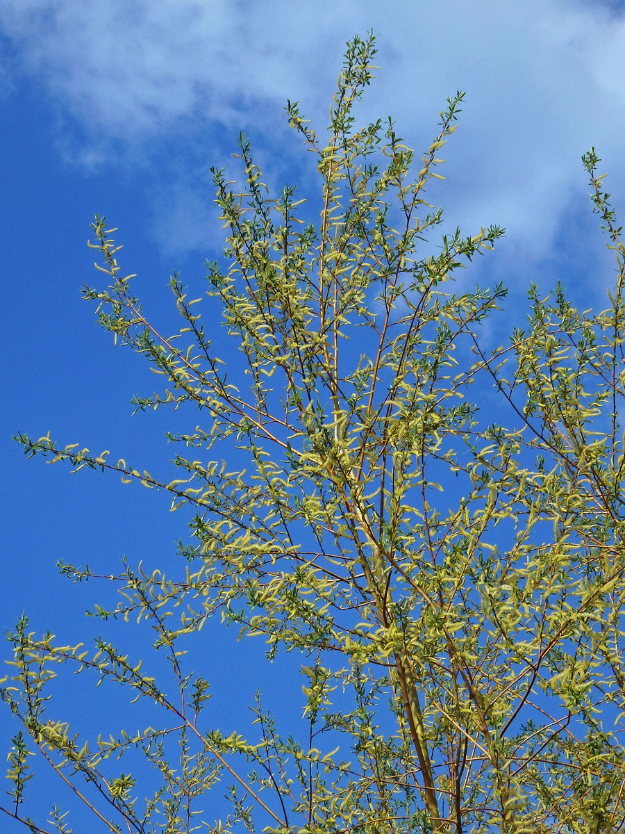 Vrba košíkářská (Salix viminalis L.)