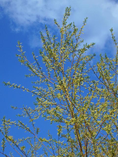 Vrba košíkářská (Salix viminalis L.)