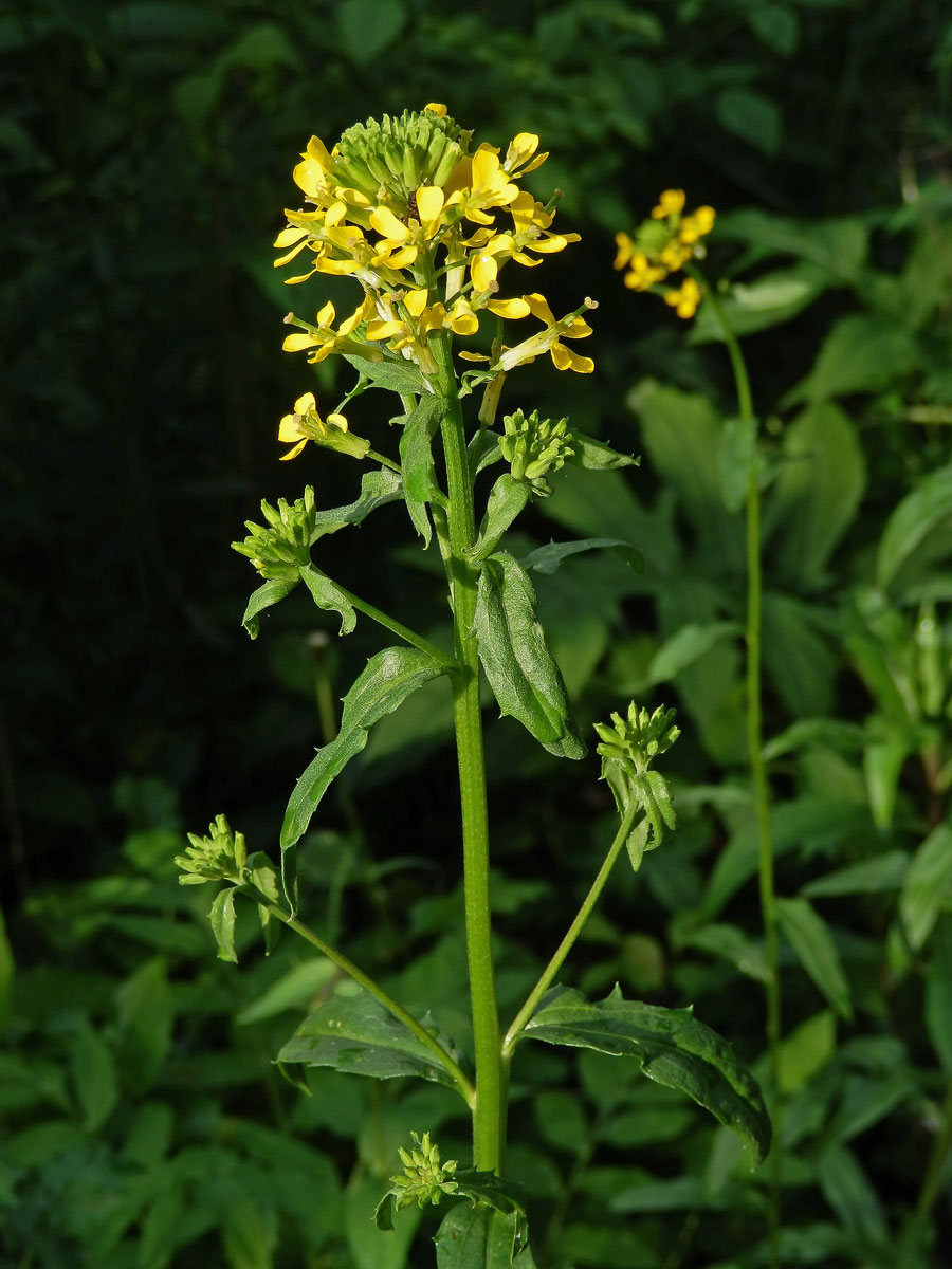 Trýzel vonný (Erysimum odoratum Ehrh.)