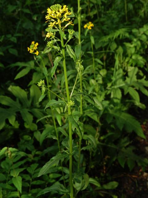 Trýzel vonný (Erysimum odoratum Ehrh.)