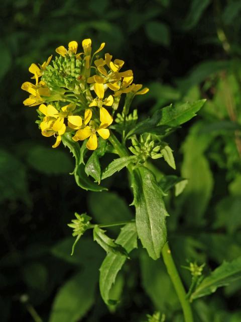 Trýzel vonný (Erysimum odoratum Ehrh.)