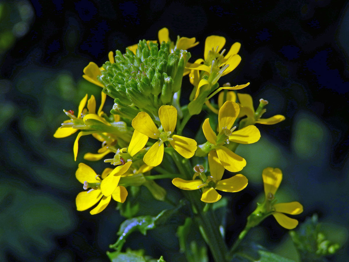 Trýzel vonný (Erysimum odoratum Ehrh.)