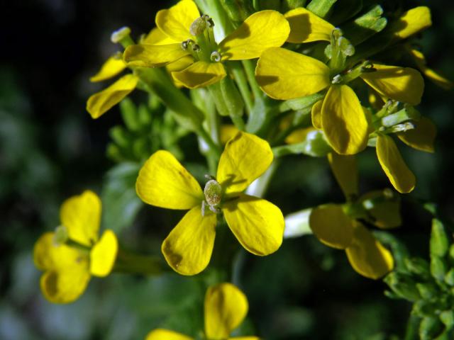 Trýzel vonný (Erysimum odoratum Ehrh.)