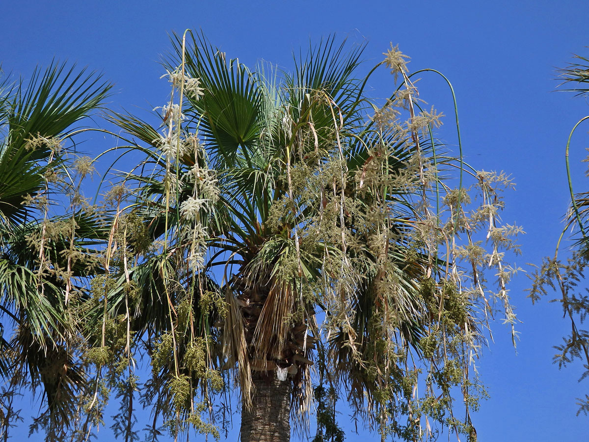 Washingtonie vláknitá (Washingtonia filifera (Rafarin) H. Wendl. ex de Bary)