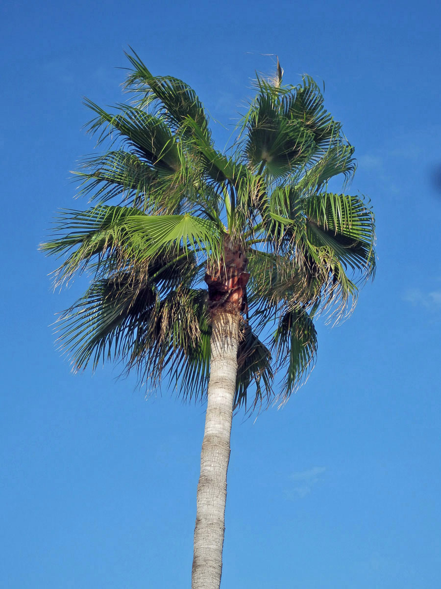 Washingtonie vláknitá (Washingtonia filifera (Rafarin) H. Wendl. ex de Bary)