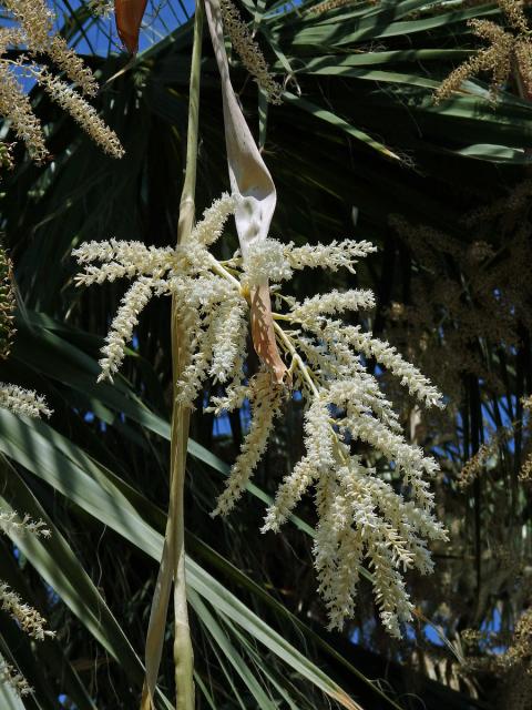 Washingtonie vláknitá (Washingtonia filifera (Rafarin) H. Wendl. ex de Bary)