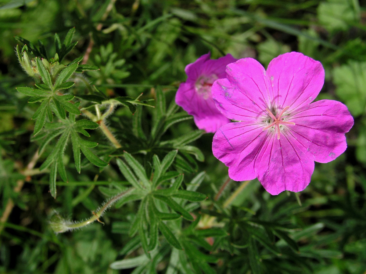 Kakost krvavý (Geranium sunguineum L.)