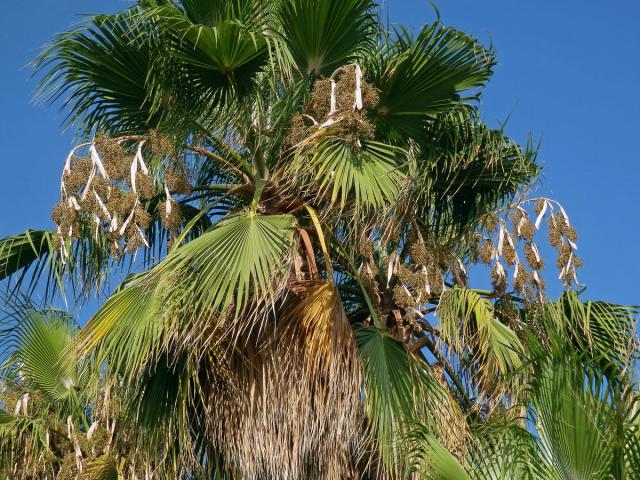 Washingtonie vláknitá (Washingtonia filifera (Rafarin) H. Wendl. ex de Bary)