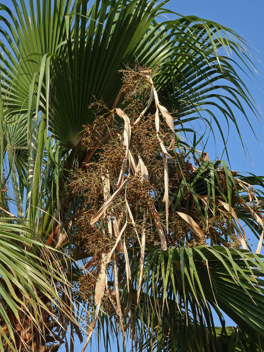 Washingtonie vláknitá (Washingtonia filifera (Rafarin) H. Wendl. ex de Bary)